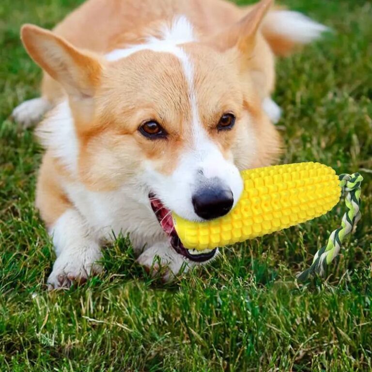 pannocchia-gioco-cani